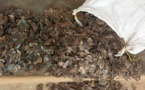 Cameroun : Des trafiquants de pangolin au Tribunal