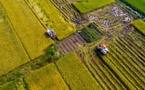 China’s annual grain output maintained at around 650 billion kilograms