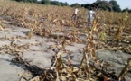 Tchad : des troupeaux d'éléphants font des dégâts à Baltram