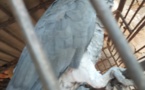 Cameroun/Yaoundé : Arrestation de deux trafiquants de perroquets gris