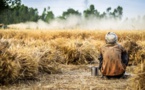 Afrique de l'Ouest : un nouvel outil vise à améliorer la livraison des semences