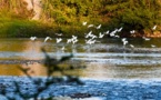 Bird banders devote themselves to study of migratory birds in E China’s Jiangxi
