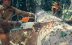 Une analyse globale de la gestion des forêts montre que les communautés locales sont souvent perdantes Une analyse globale de la gestion des forêts montre que les communautés locales sont souvent perdantes