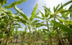 Côte d’Ivoire : 14 millions $ mobilisés en faveur de petits producteurs d’une région du centre