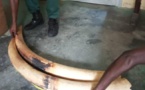 Cameroun/Douala : Trois trafiquants d'ivoire attendus devant la justice