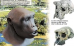 Les découvertes sur l'ancêtre tchadien Toumaï remises en causes ?