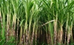 Sosucam : investissements dans la production sucrière
