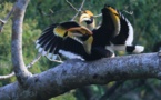 Bird-watching tourism leads village in SW China to prosperity