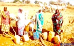 Tchad : La population de Minechir partage l’eau avec les animaux