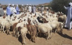 Tchad : Vaccination contre la péripneumonie contagieuse bovine et la peste dans le Ouaddaï