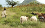 Conflits éleveurs-agriculteurs au Tchad : stratégie de l'évitement ?