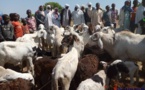 Tchad : la Tandjilé lance la vaccination du bétail contre la peste et la péripneumonie
