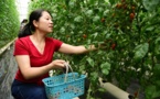 Zhenjiang in east China builds "smart brain" for vegetable planting