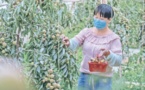 Fruit industry leads Xinjiang’s Aksu to prosperity