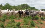 Togo : Le gouvernement alloue 500 millions de FCFA aux zones d’aménagement de production bovine