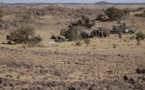 Tchad : Retrait des soldats tchadiens du Mali ? Pas si simple