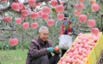CPPCC member nurtures apple business in SW China, leads local farmers out of poverty