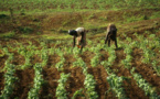 Afrique de l’Ouest : le CORAF et l’IFDC ciblent 600.000 producteurs