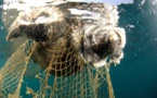 Afrique : trafic illicite des tortues marines, l’espèce toujours en danger