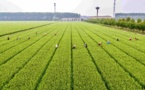 China to consolidate foundation for seed industry