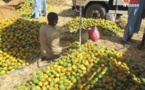 Tchad : vente des fruits, des conditions d'hygiène qui laissent à désirer