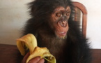 Cameroun : un homme arrêté en possession d’un bébé chimpanzé à Nanga-Eboko