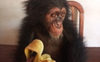 Cameroun : un homme arrêté avec un bébé chimpanzé à Nanga-Eboko
