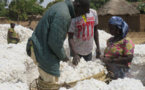 Tchad : le secteur du coton enregistre des progrès tangibles