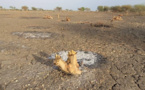 Tchad : une réflexion et un diagnostic sur la gouvernance environnementale en perspective