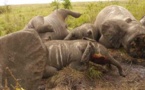 Trafique d’ivoire, le Tchad doit réagir sévèrement !