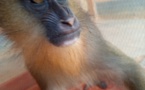 Cameroun : une femme interpellée avec un mandrill à Mintom