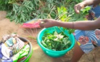 Nutrition : les bienfaits du manioc et de ses feuilles en Afrique