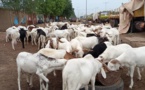 Tabaski au Tchad : les autorités mettent en garde contre la viande non contrôlée