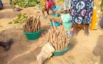 Tchad : vente de manioc, l'activité des jeunes vacancières