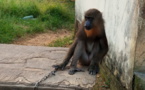 Cameroun : un agent communal de Kribi arrêté avec un mandrill vivant