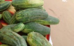 Tchad : le concombre, un aliment aux multiples bienfaits pour la santé