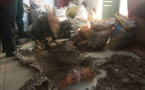 Cameroun : un homme arrêté avec 331 kg d’écailles de pangolins à Yaoundé