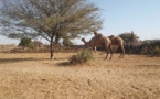 Tchad : les jeunes de Haraze-Mangueigne lancent un cri d'alarme face au sous-développement
