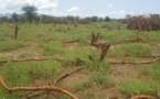 Tchad : une destruction environnementale suscite la colère des autorités au Guera