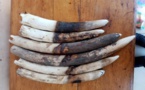 Trafic d’espèces fauniques : l’éléphant d’Afrique menacé d’extinction
