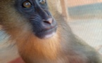 Cameroun : une femme au tribunal à Djoum pour trafic de mandrill