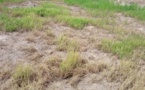 Tchad : l'impact des herbicides dans le secteur agricole