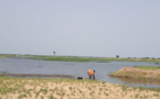 Tchad : le fleuve Chari sort de son lit, les riverains en perpétuel danger à N'Djamena