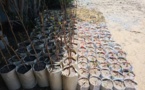 Tchad : l'entrepreneuriat dans le domaine d'arbres fruitiers, un secteur propice