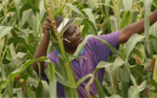 Zimbabwe : les succès agricoles d’un réfugié au camp de Tongogara