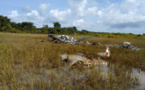 Côte d'Ivoire : 5 membres d'équipage d'un hélicoptère tués dans un crash
