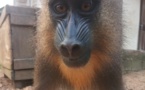 Cameroun : un employé de la mairie de Kribi devant le tribunal pour trafic de mandrill