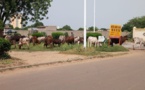 Tchad : l'élevage en pleine capitale, dans les espaces de détente