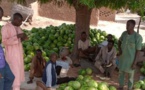 Niger :  les jeunes fixés sur les investissements agricoles de l’État
