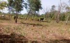 Tchad : nouveau kidnapping au Mayo Kebbi Ouest, que s’est-il passé ?